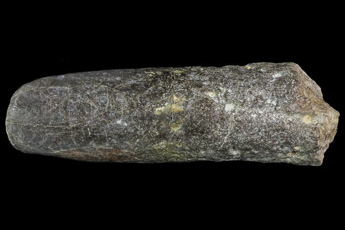 Cretaceous Fish (Martinichthys) Rostra - Kansas #66894